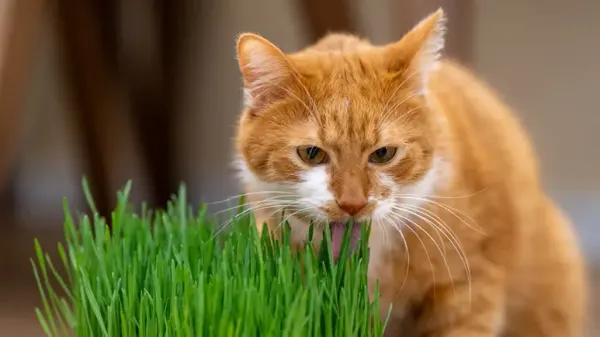 herbs indoor cats