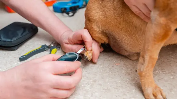 lifestyle related diabetes in pets