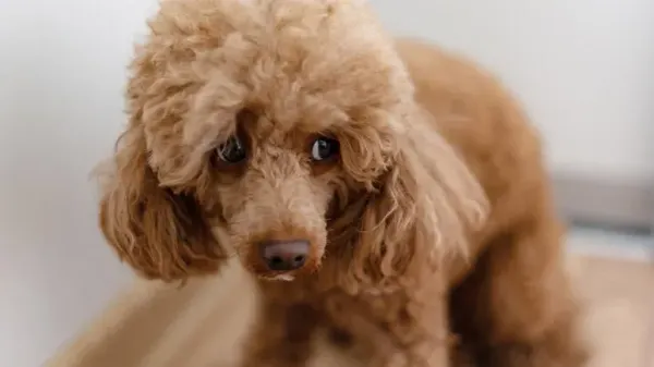 noise aversion in dogs