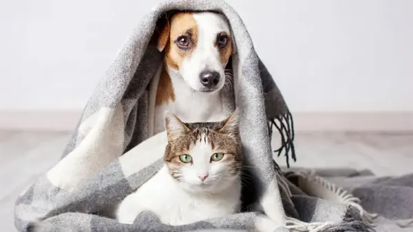 pet anxiety chakras