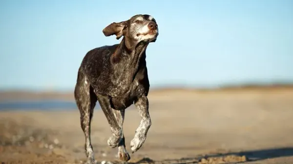 pets mobility issues