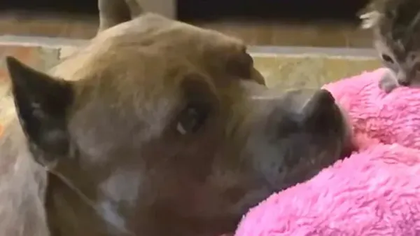 rescue dog becomes mom to over 70 foster kittens