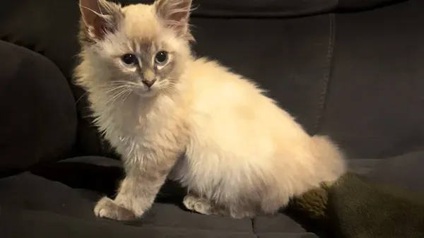 rescue pets take the flight of their lives