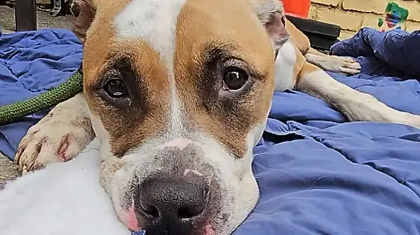 sad shelter dog gets her own snow racetrack