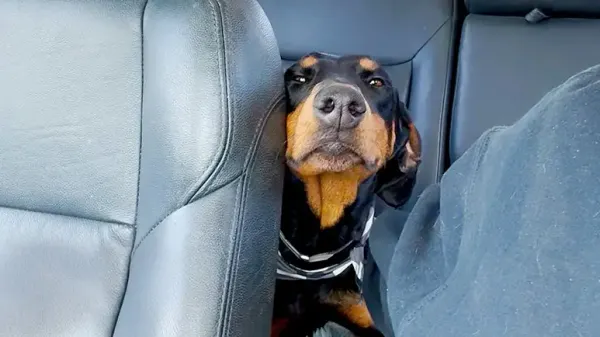 she was terrified until she met another rescue