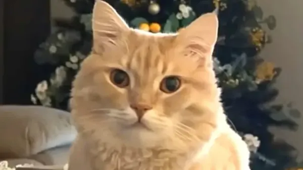 the shelters chattiest cat finally found home