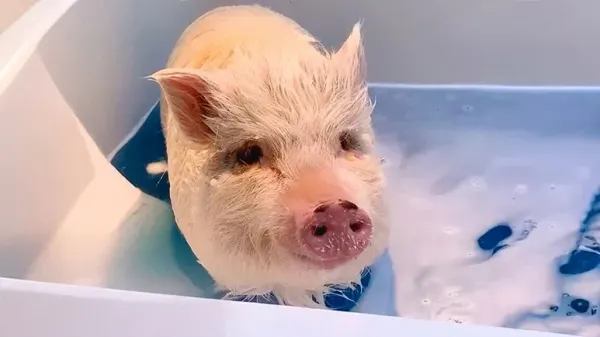 this 150 pound pig runs the entire house