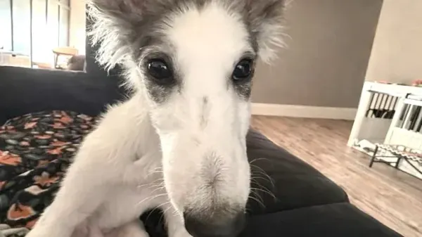 this blind dog never let his diagnosis win