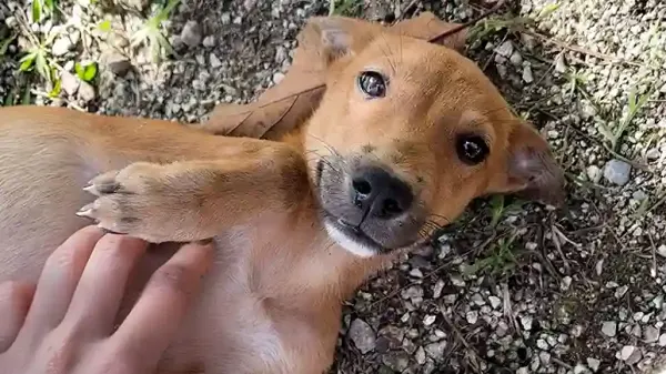 tiny street puppy chooses a tourist as her person