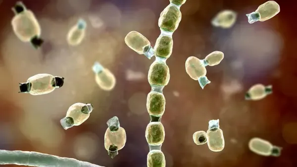 valley fever in dogs