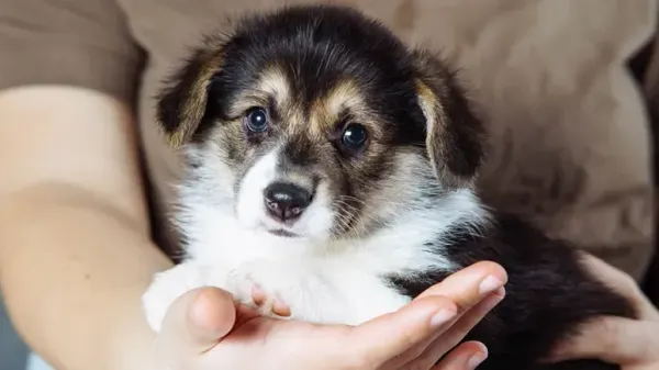 volunteer puppy raisers