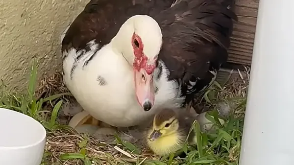 wild duck starts using humans as free daycare