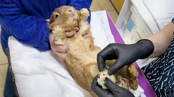 abandoned bunny makes the most incredible comeback