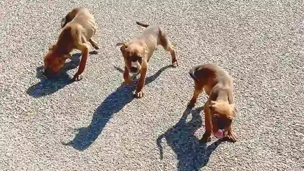 abandoned puppies get the second chance they deserve