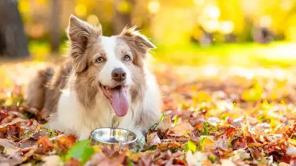 antioxidants for canine athletes
