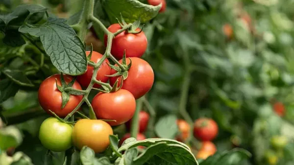 are tomatoes good for pets