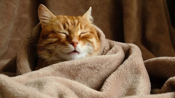 autumn cat health
