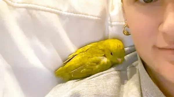 bird thinks shes a puppy and acts like one