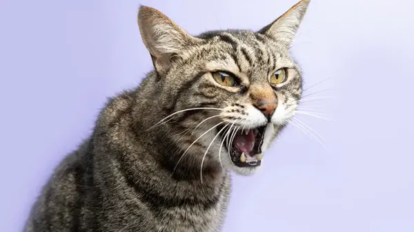 cat aggression