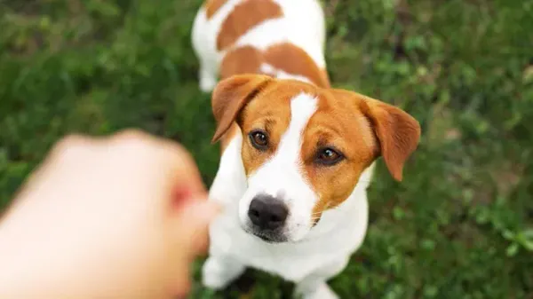 commands and behaviors dog should know