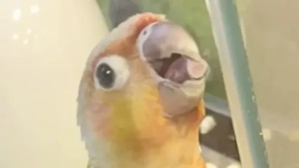 dad says no to bird until his daughter starts crying