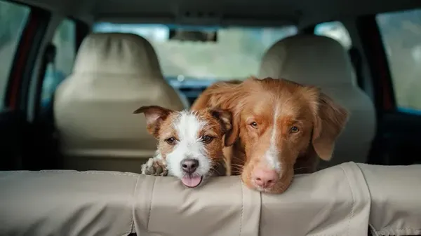 does your backseat buddy get queasy