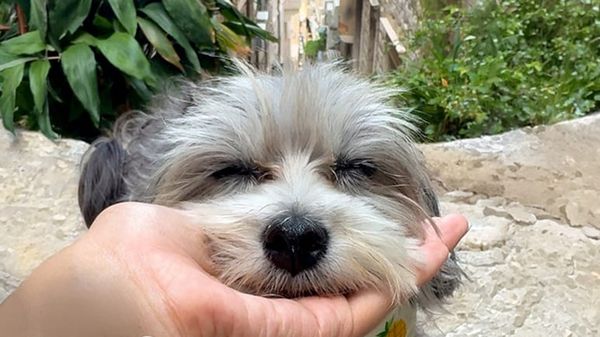 dog afraid of everything has now seen 21 countries
