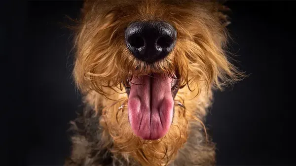 dog bad breath causes remedies