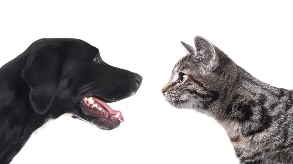 dog cat intelligence
