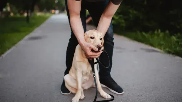 dog choking