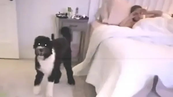 dog chose this little girl before anyone knew why