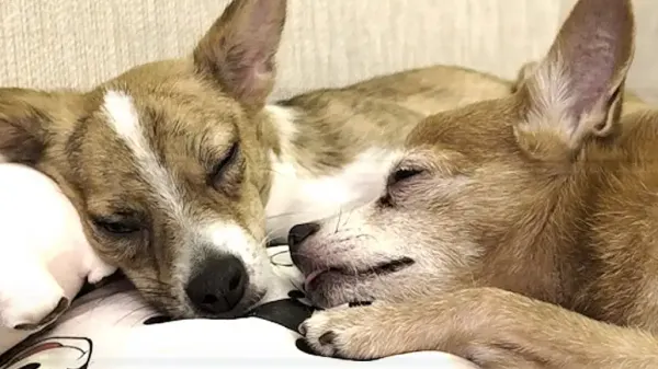 dog gives up his throne for his new best friend