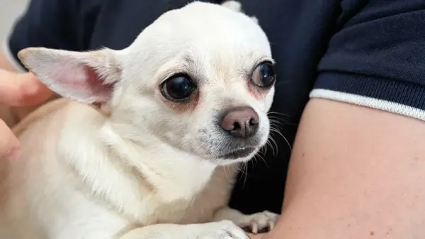 dog hypoglycemia