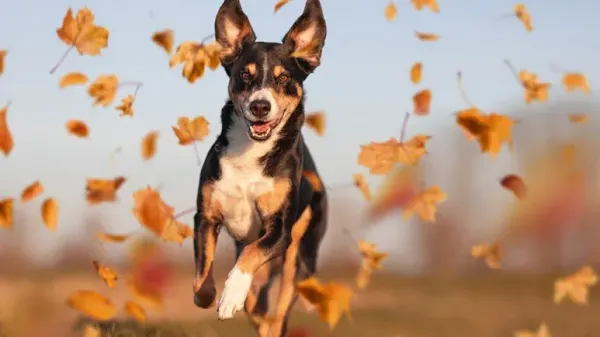 dog language