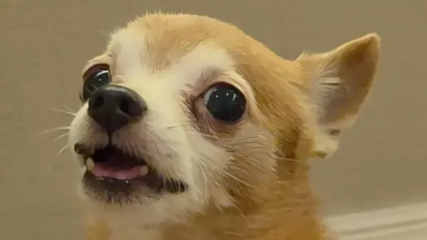 dog learned how to tell his mom i love you