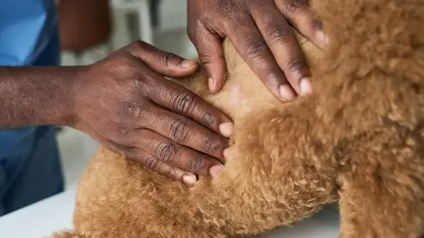 dog skin problems