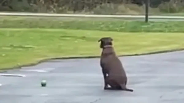 dog still waits in the driveway for her dad