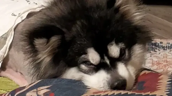 dog with a crooked walk has the sweetest new life