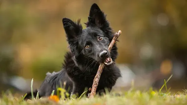 dogs playing with sticks