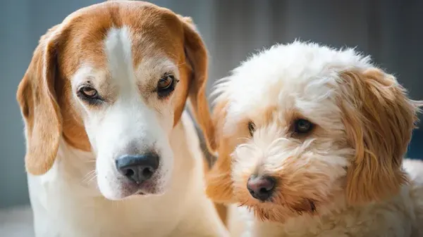 domestication dogs