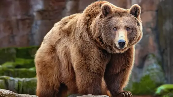 endangered grizzly bear