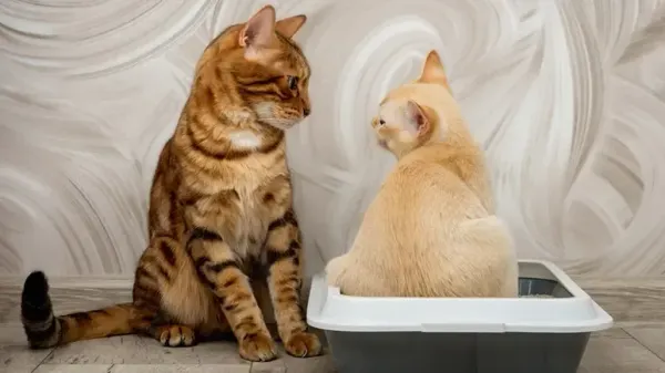 feline lower urinary tract disease cats