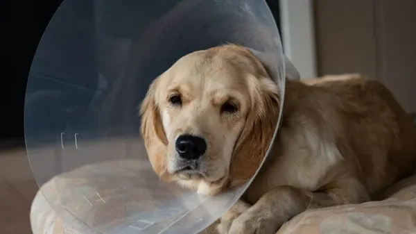 golden retrievers early spay neuter effects