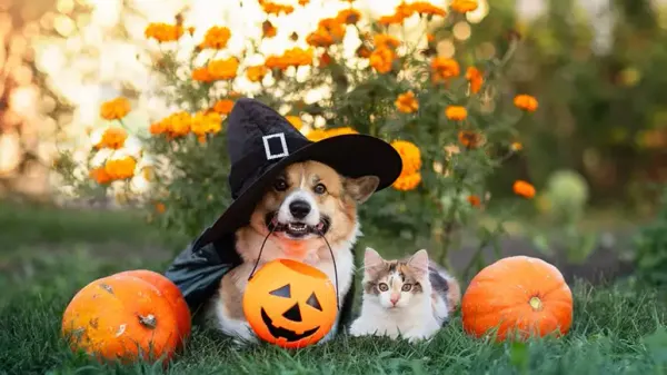 halloween dog cat safety