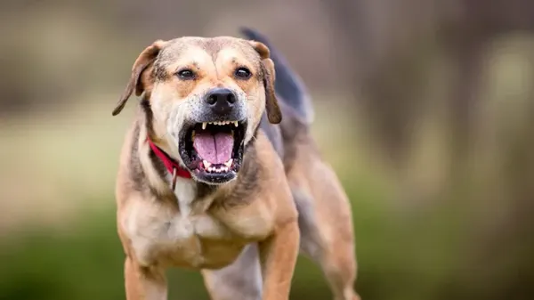hormonal influences dog aggression