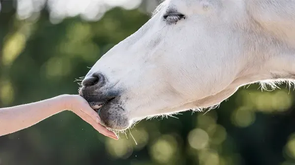 horses ask humans help