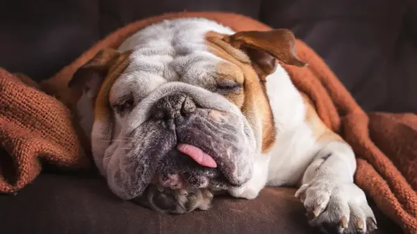 how much sleep dogs need