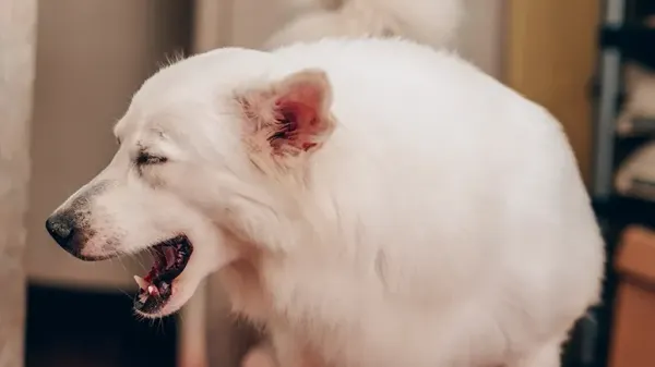 kennel cough home care