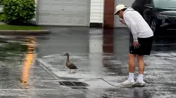 mama duck finds humans to save her babies