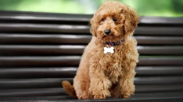 national pet identification week